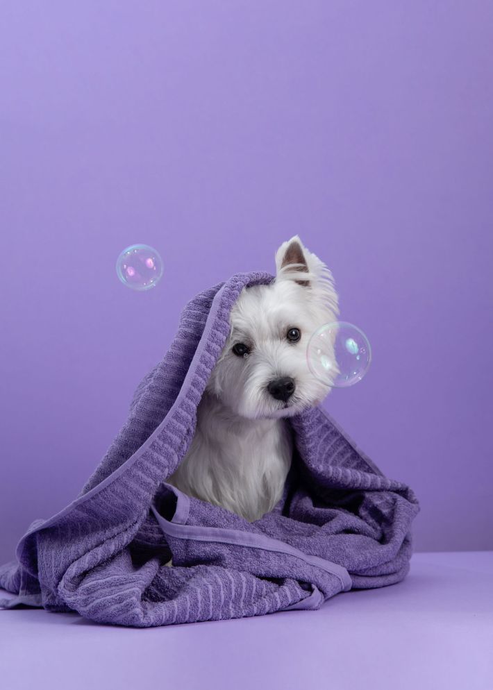Cute West Highland White Terrier dog on purple background after bath. Dog wrapped in a towel among soap bubbles. Pet grooming concept.